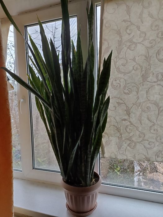 Сасевиерия продам