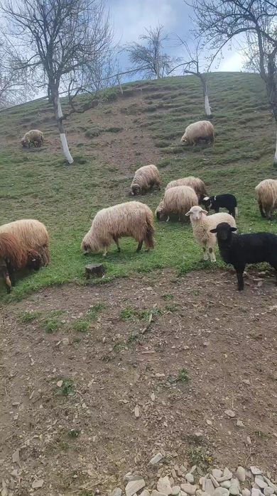 Vând 20 oi, dintre care 12 fătate