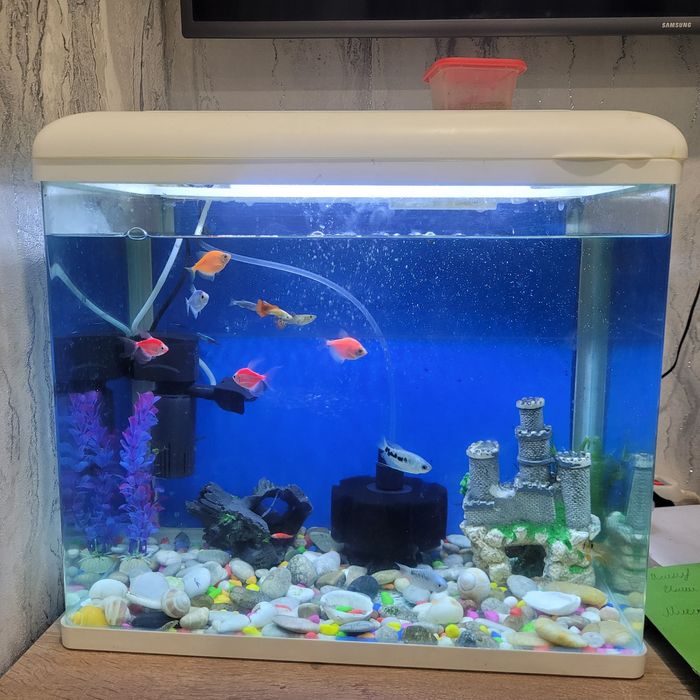 Аквариум с рыбками!