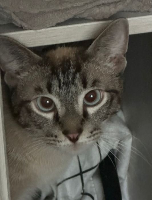 Тайский котик Барни