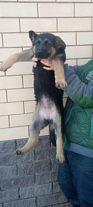 Подрощенные щенки немецкой овчарки