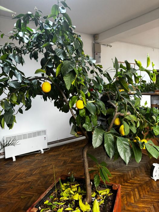 Lamai foarte roditor peate 2 m inaltime!!!