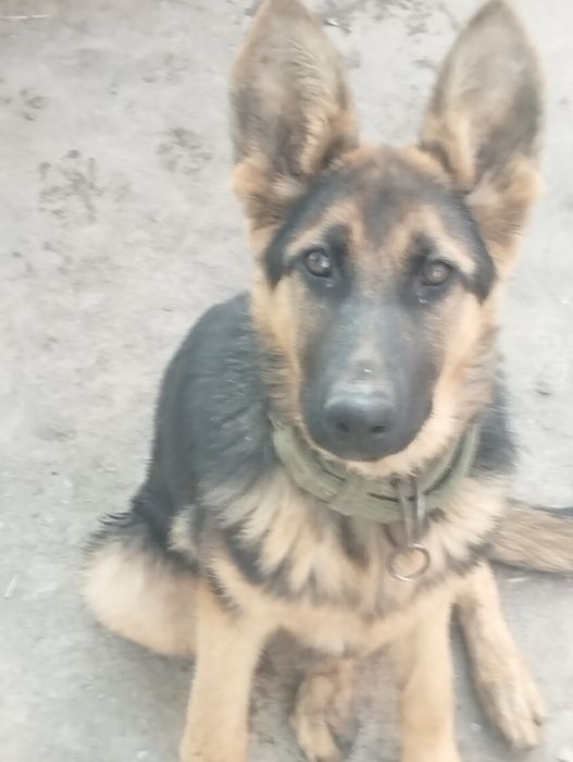 Немецкая овчарка