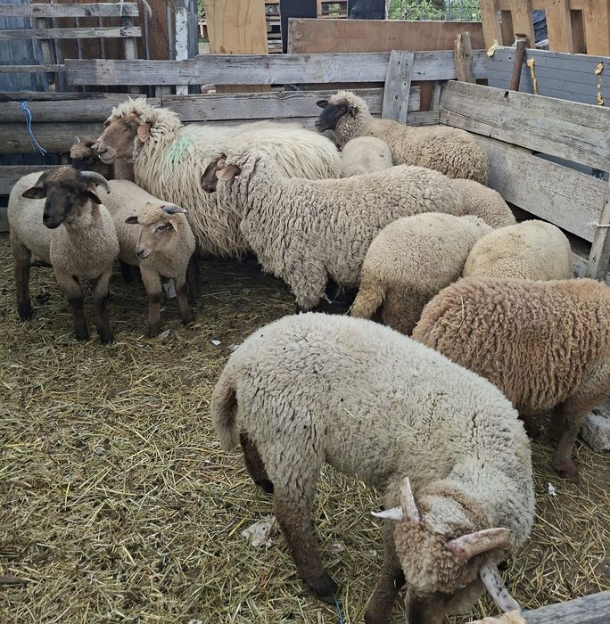 Vând carlani si miei de anu trecut
