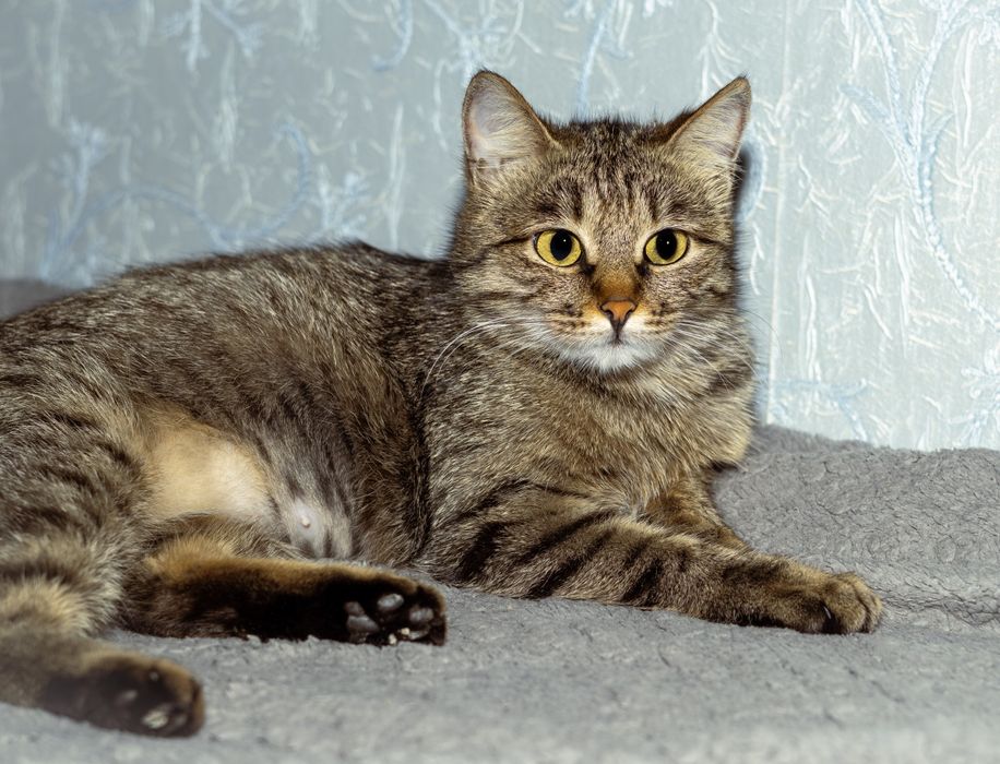 Отдам в хорошие руки