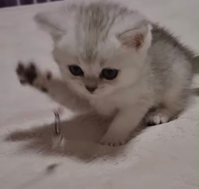 золото шиншилла