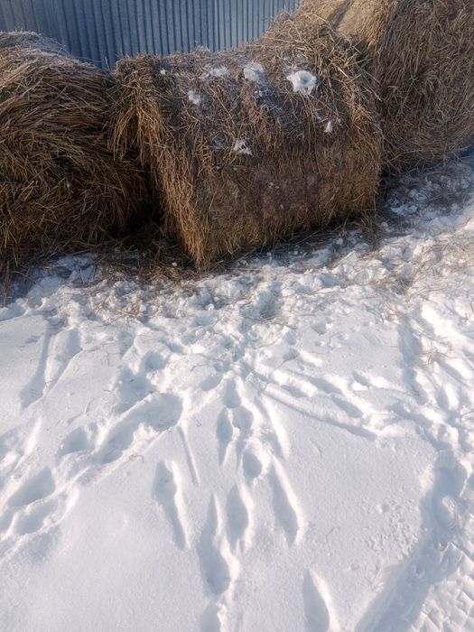 Солома продам 2500