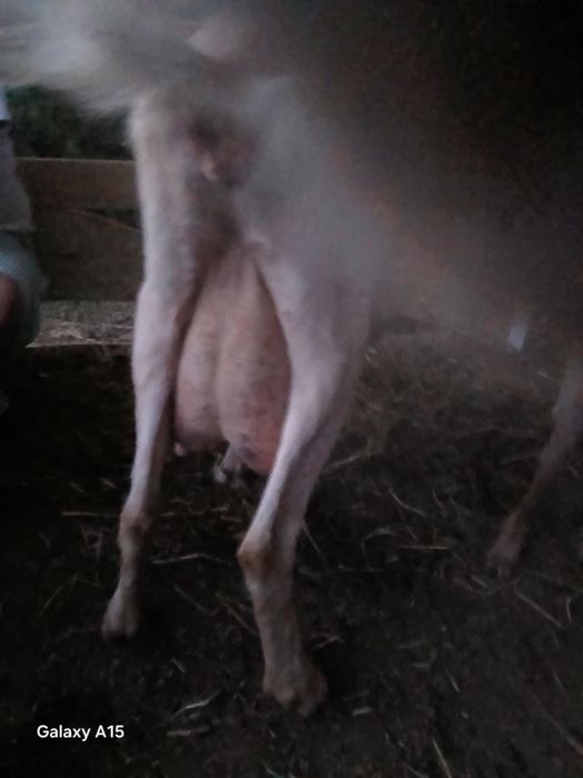 Capre de vânzare bune de lapte.  zane    alpina.   20 de bucăți  450