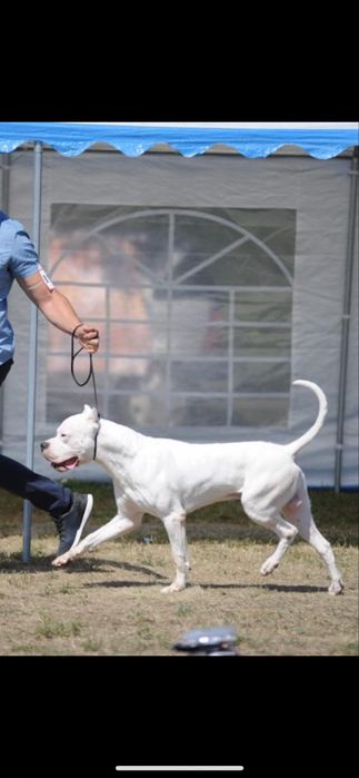 Mascul Dog Argentinian/Campion