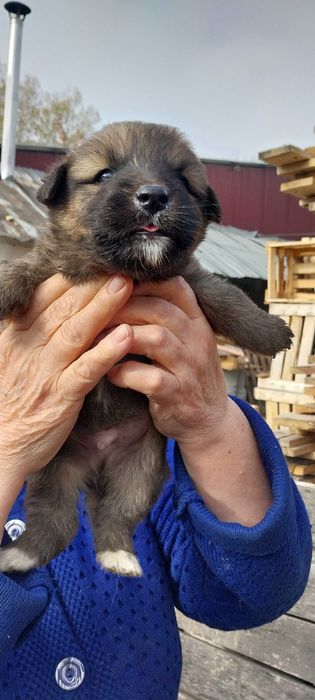 Собачки дворянские