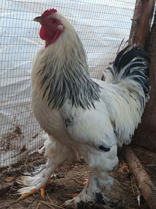 Брама хўроз уйда боқилган 12 ойлик