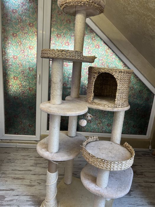 Голяма драскалка за котки