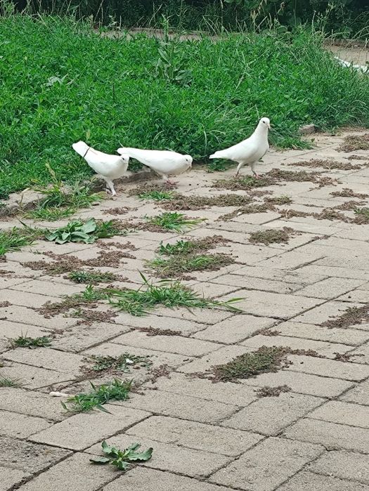 Голуби  белые  пара.
