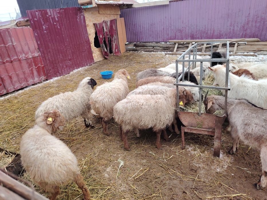 Қой токтылар сатылады