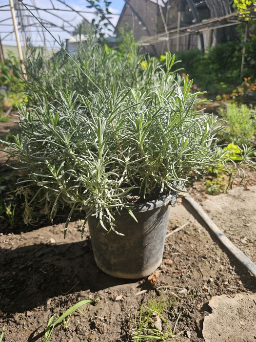 Lavanda ko'chatlari