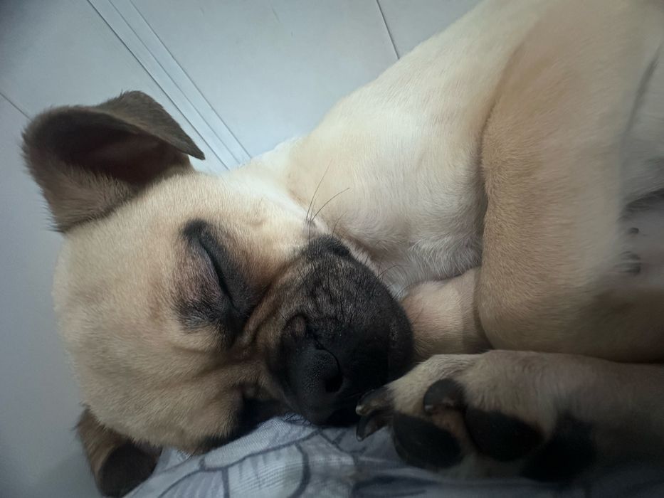 Пристраивается собачка чихуа плюс мопс