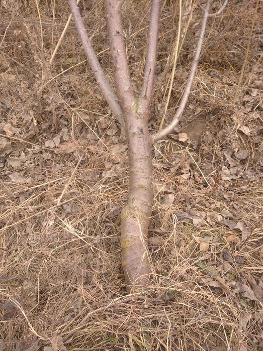 У'тин бор мевали