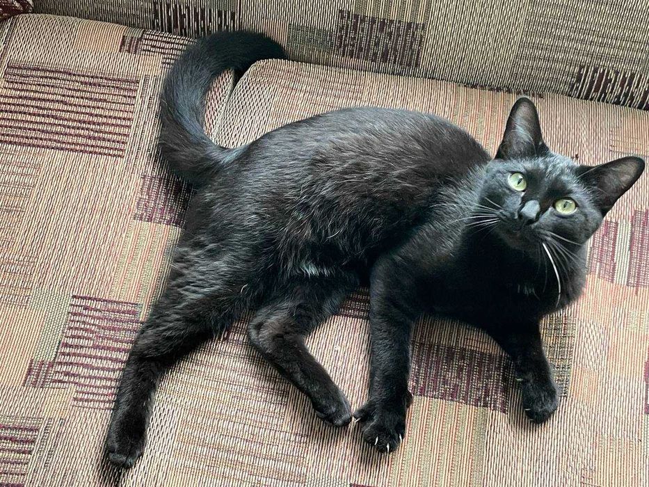 Шикарный кот ищет верного хозяина