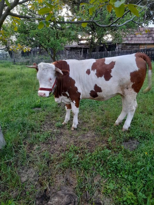 Vând Juninca  Balțata Românească