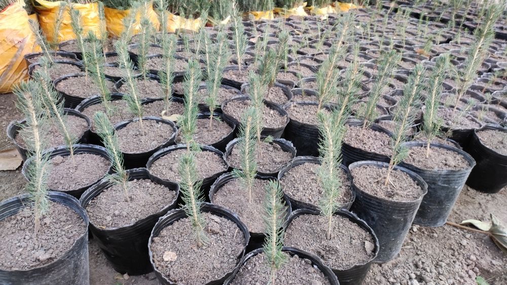 Голубая ель Сенса кучатлари оптим нархларда сотамиз