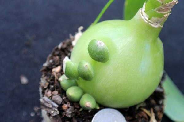 Индийский лук ( Птицемлечник )