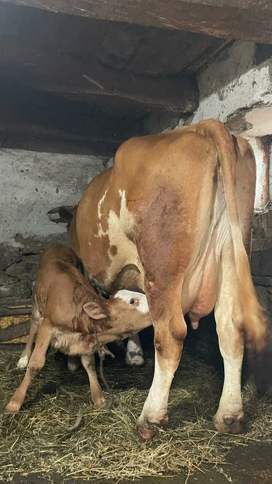 Vând 3 vaci bălțate românești fătate