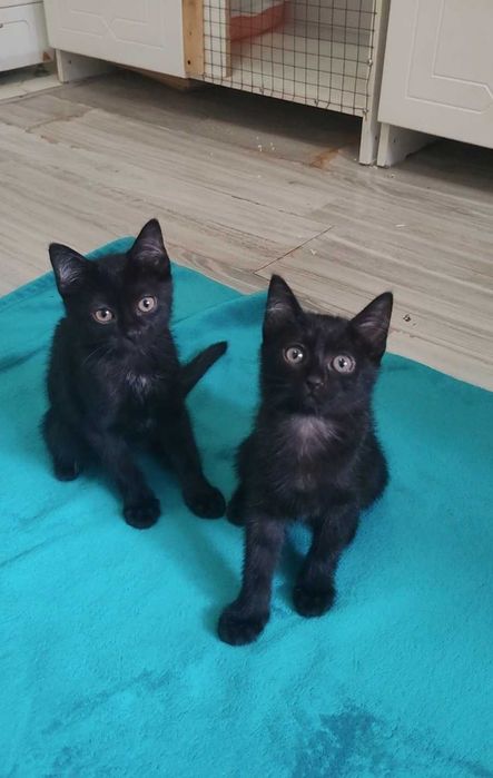 Трогательные котята ищут дом