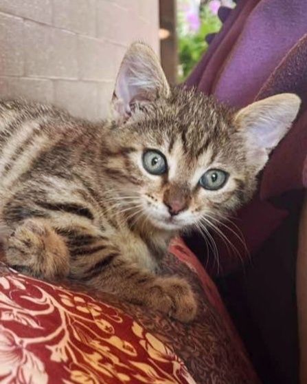 Тигрово  женско коте, родено на 27 април