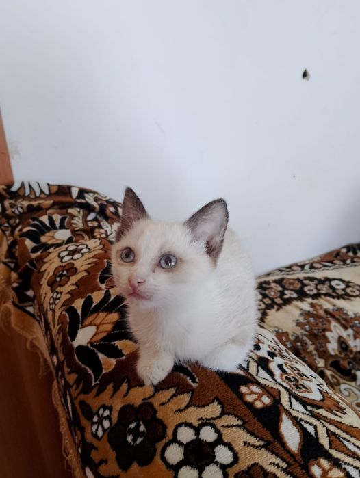 Отдам котят в добрые руки