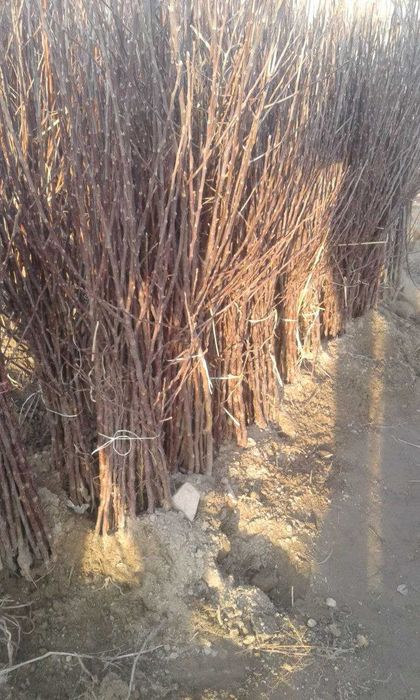 Шредер мевали дарахт кучатлари