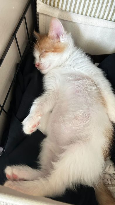 Котик за бесплатно
