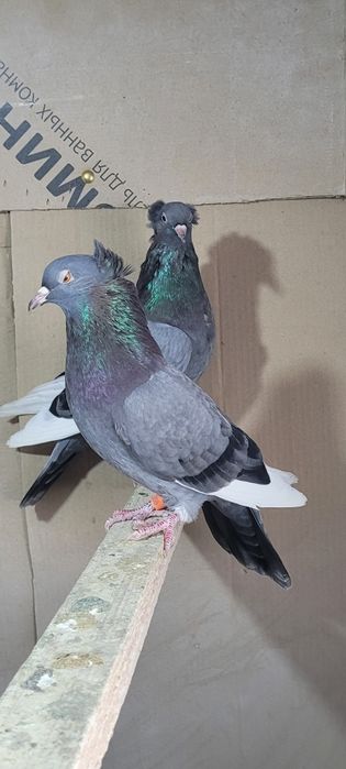 Продам голубей..