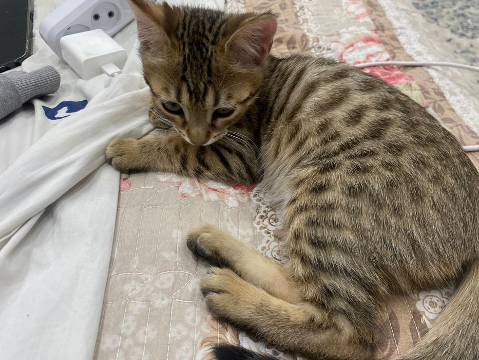 Котята обе девочка