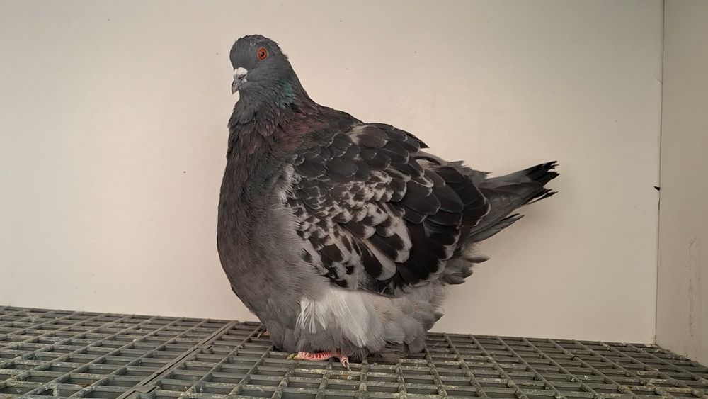 Porumbei Mondaine