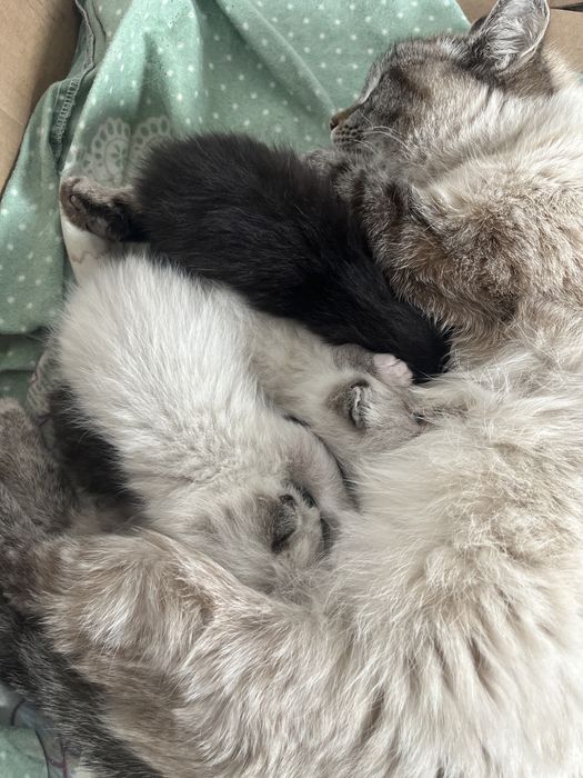 резерв котят, 8 апреля будет месяц