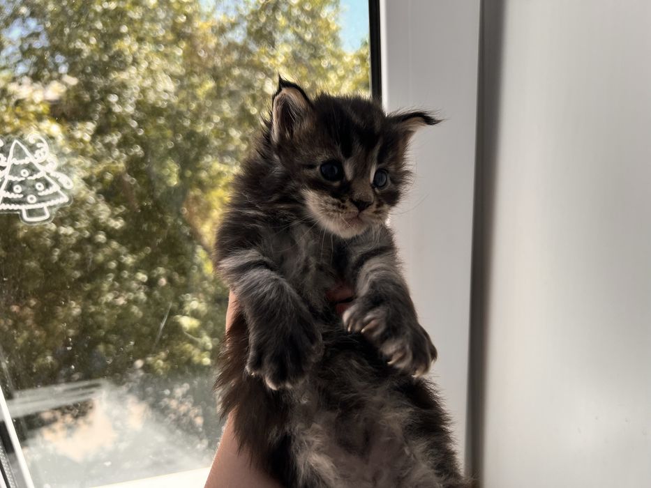 Котята Мейн кун полидактильные