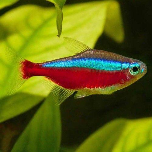 Неон  рыба красный  Цена : 500