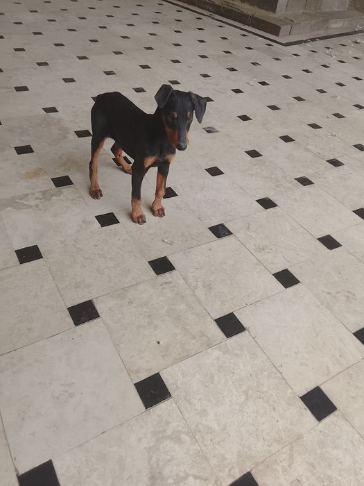 4х месячные воспитание