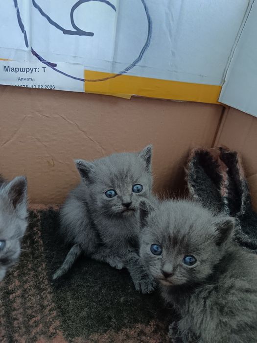Продам маленьких котят