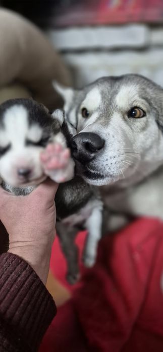 Щенки хаски помесь