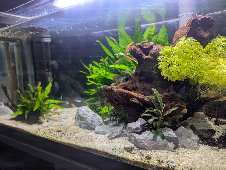 Acvariu 54L Complet