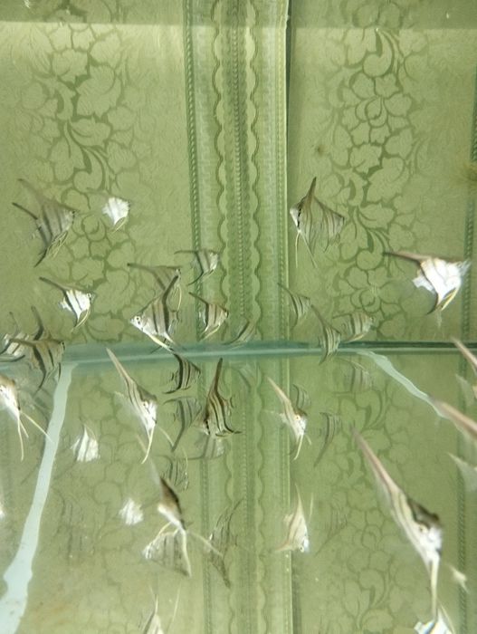 Аквариумные рыбки