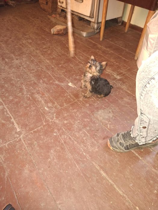 Йоркширски териер