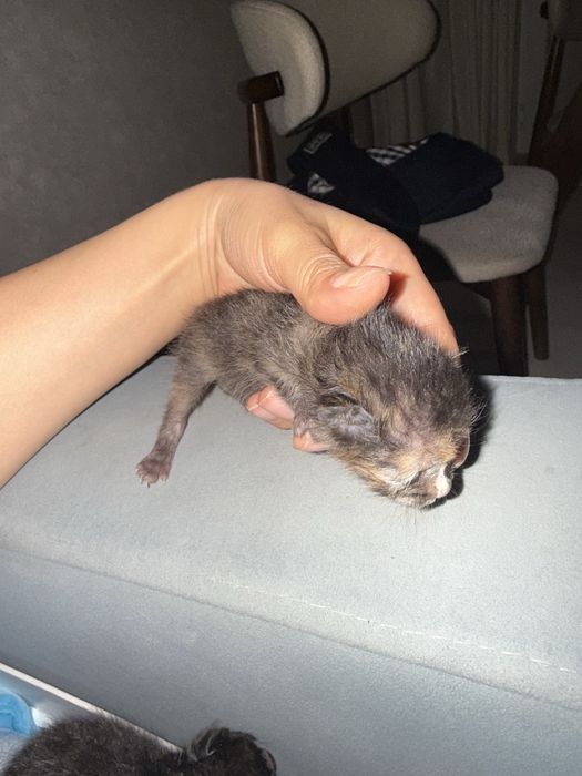 Отдам котят в добрые руки
