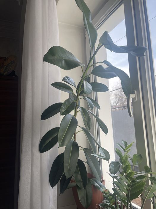 Фикус каучуконосный