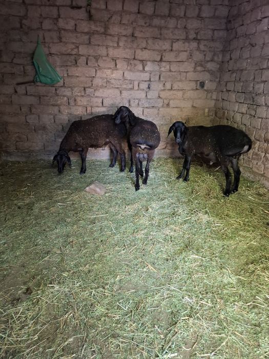 Qo'y lar sotiladi
