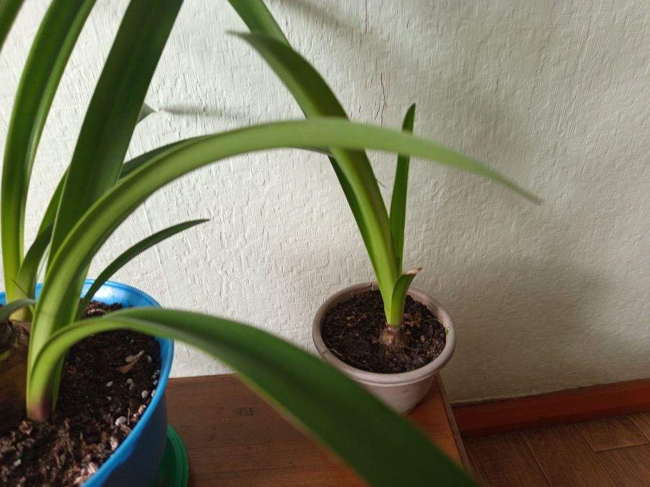 Продам комнатные цветы