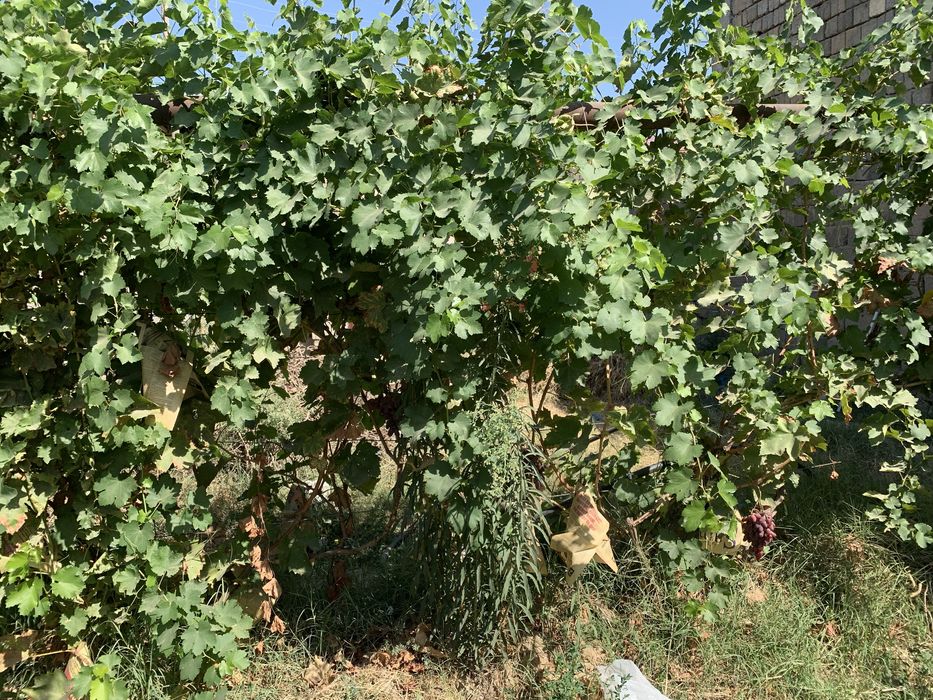 Земельный участок на локаторе