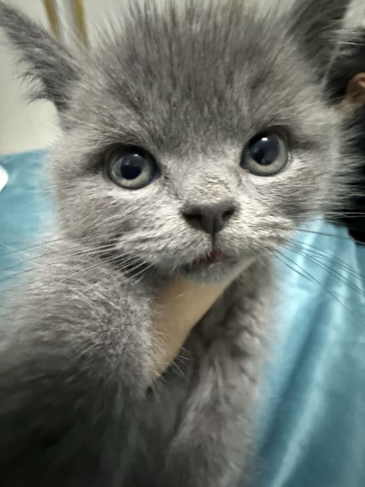 Мушук пародалик