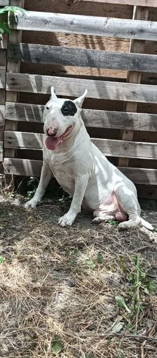 Bull Terrier Mascul